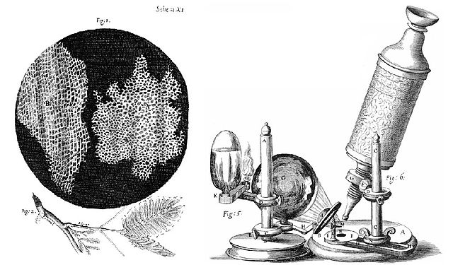 Il microscopio che usò Hooke e ciò che vide mettendo sotto le lenti un pezzo di sughero